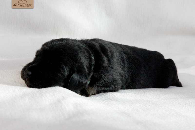 F-Wurf_Fotogalerie_3Woche_800x533_0016