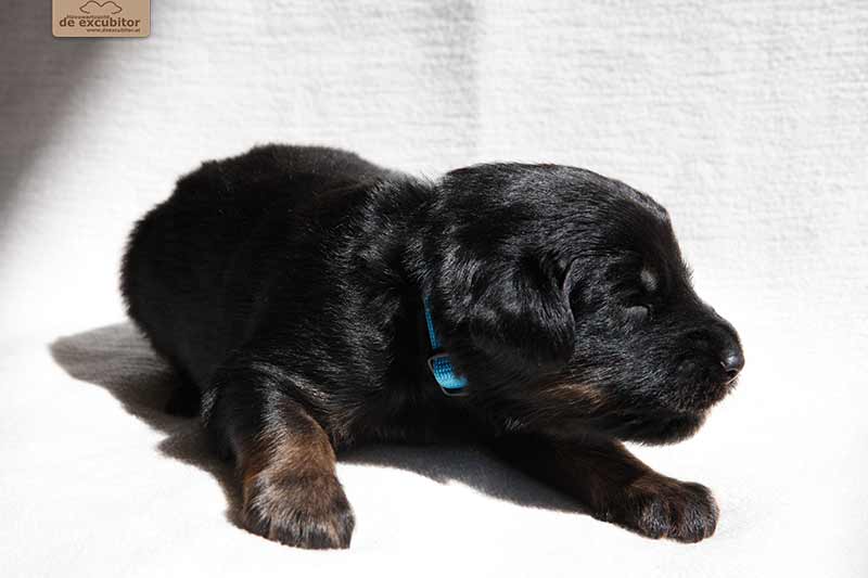 F-Wurf_Fotogalerie_3Woche_800x533_0017