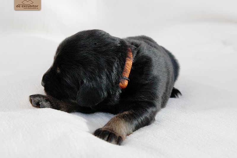 F-Wurf_Fotogalerie_3Woche_800x533_0018