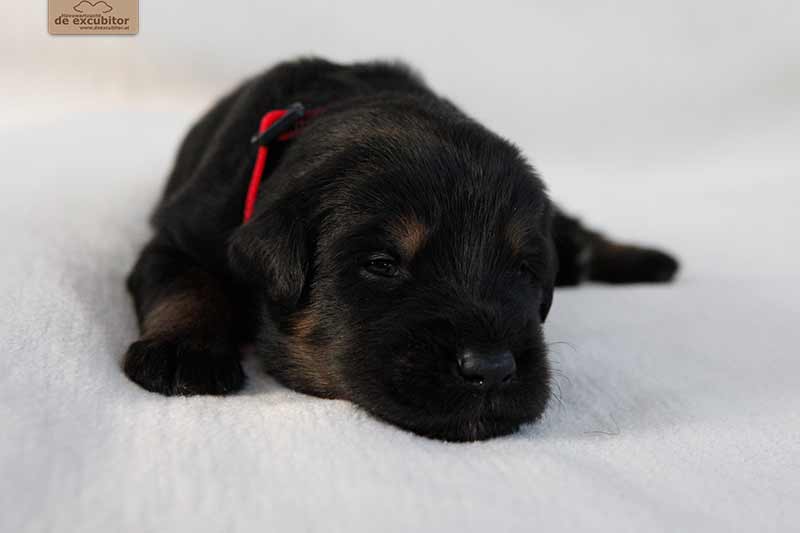 F-Wurf_Fotogalerie_3Woche_800x533_0019