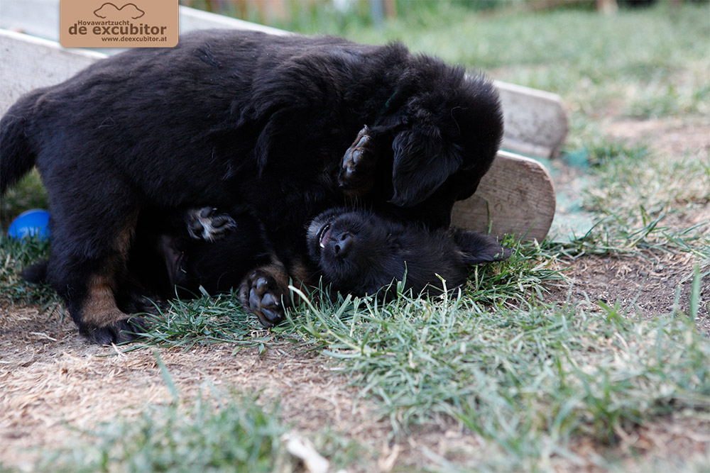 F-Wurf_Fotogalerie_5Woche_800x533_0001