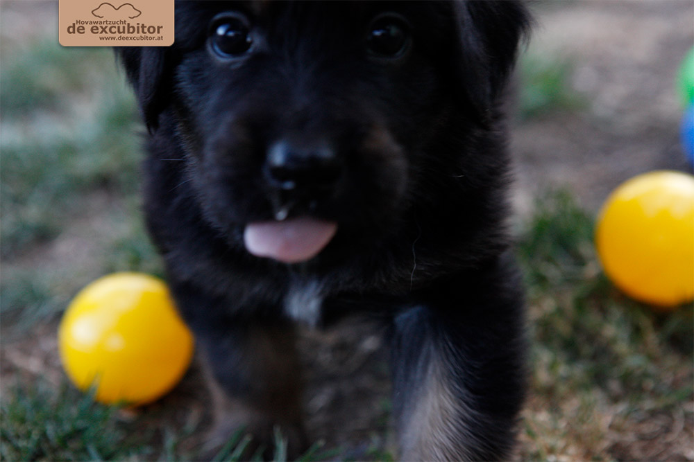 F-Wurf_Fotogalerie_5Woche_800x533_0002