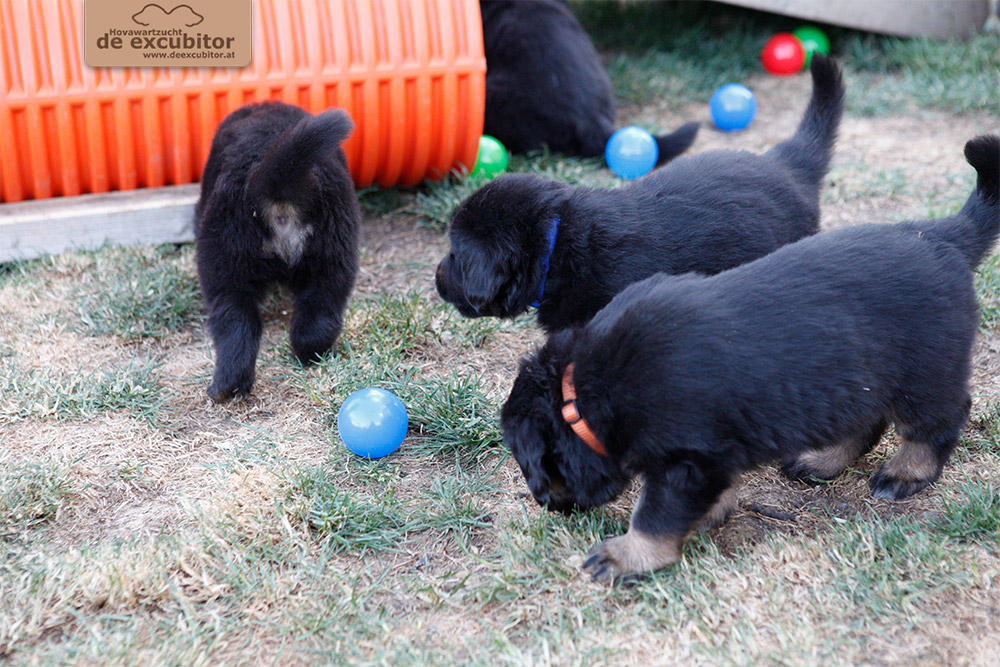 F-Wurf_Fotogalerie_5Woche_800x533_0003