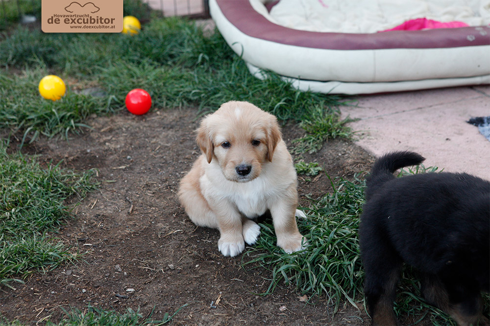 F-Wurf_Fotogalerie_5Woche_800x533_0004