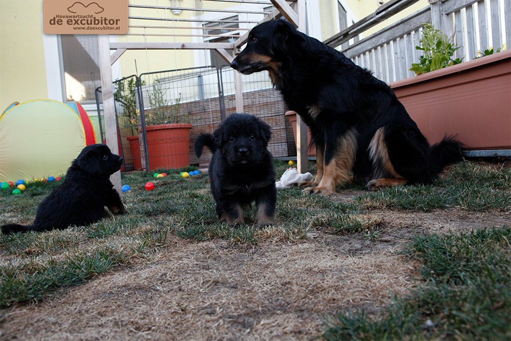 F-Wurf_Fotogalerie_5Woche_800x533_0005