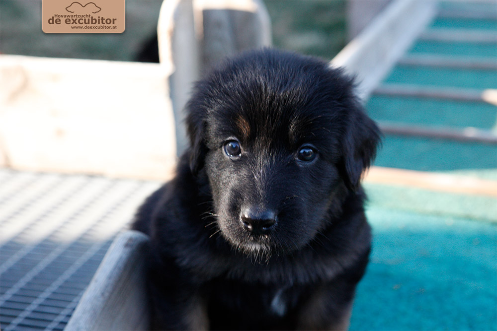 F-Wurf_Fotogalerie_5Woche_800x533_0006