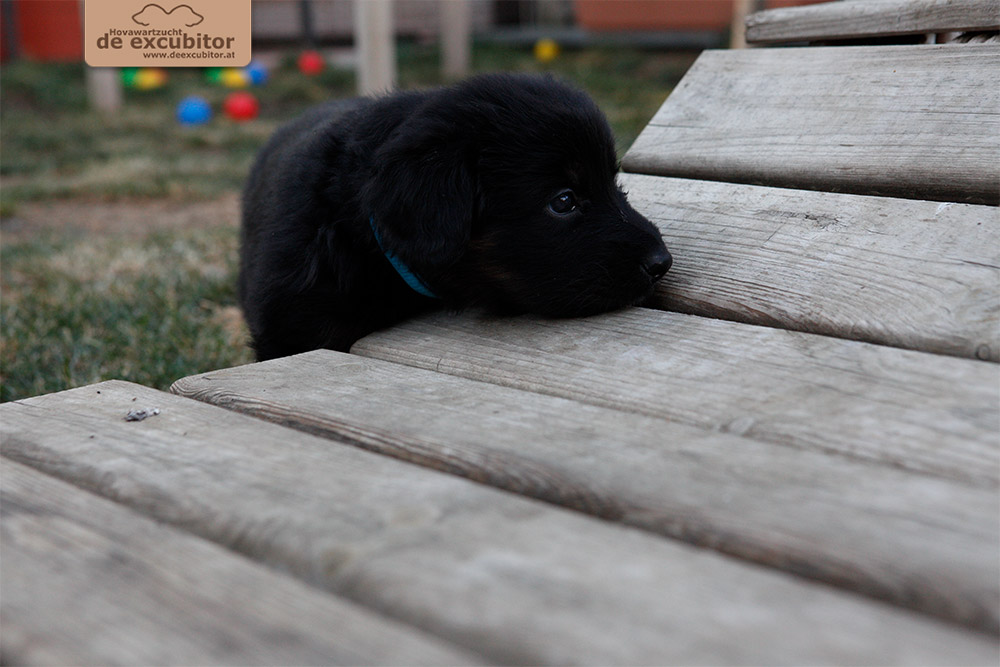 F-Wurf_Fotogalerie_5Woche_800x533_0007