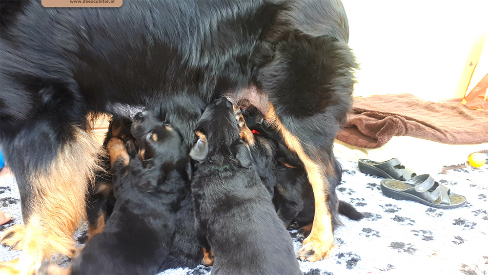 F-Wurf_Fotogalerie_5Woche_800x533_0008