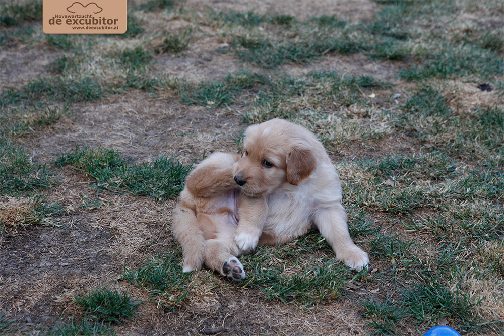 F-Wurf_Fotogalerie_5Woche_800x533_0009