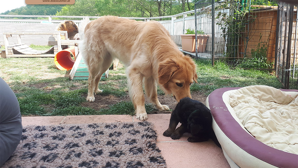 F-Wurf_Fotogalerie_5Woche_800x533_0010