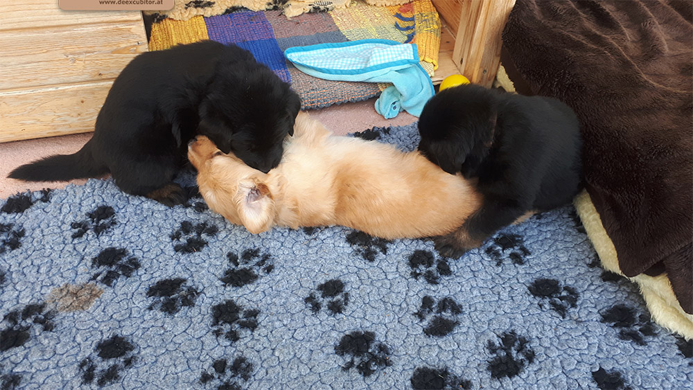 F-Wurf_Fotogalerie_5Woche_800x533_0012