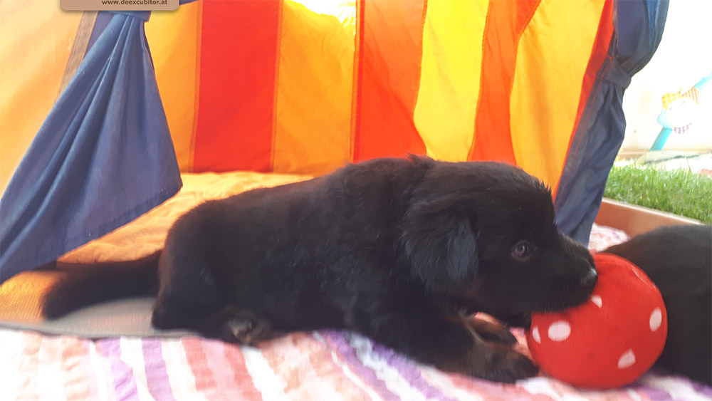 F-Wurf_Fotogalerie_5Woche_800x533_0013