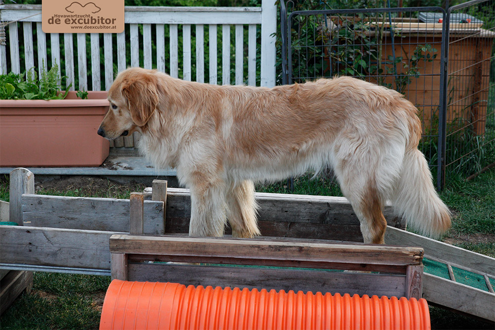 F-Wurf_Fotogalerie_5Woche_800x533_0014