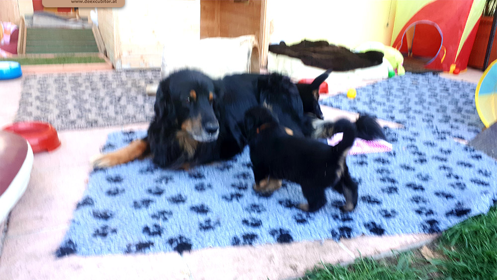 F-Wurf_Fotogalerie_5Woche_800x533_0015