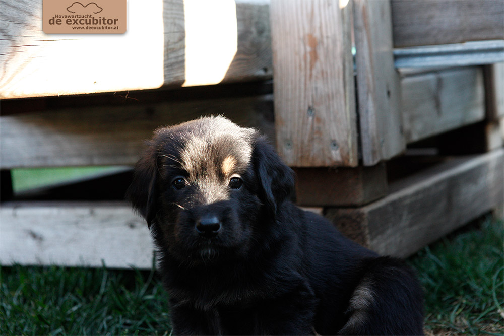 F-Wurf_Fotogalerie_5Woche_800x533_0016