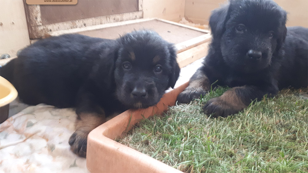 F-Wurf_Fotogalerie_5Woche_800x533_0017