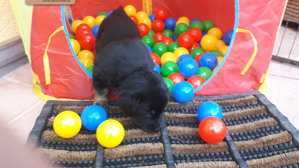 F-Wurf_Fotogalerie_5Woche_800x533_0018