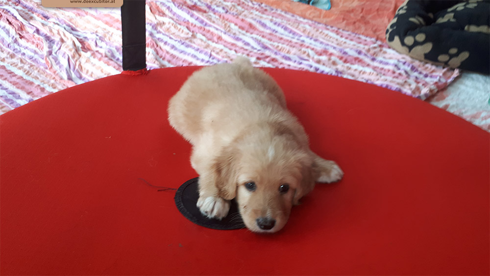 F-Wurf_Fotogalerie_6Woche_800x533_0001