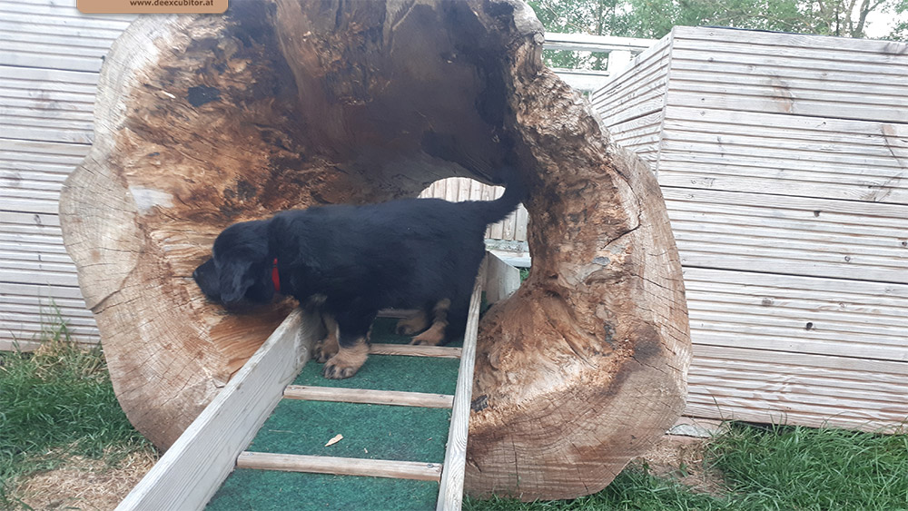 F-Wurf_Fotogalerie_6Woche_800x533_0002