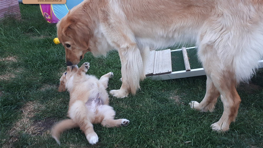 F-Wurf_Fotogalerie_6Woche_800x533_0003