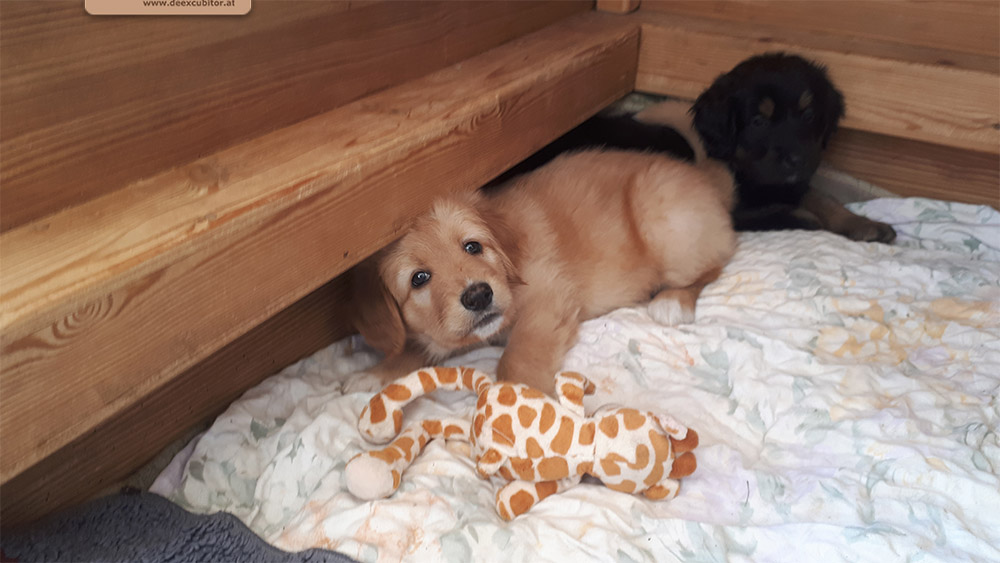 F-Wurf_Fotogalerie_6Woche_800x533_0004