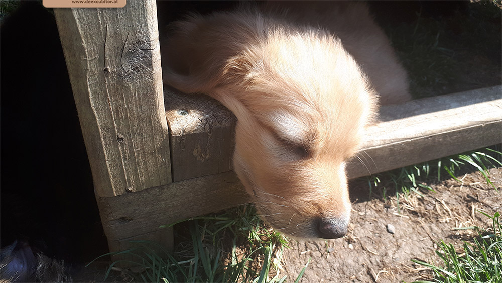 F-Wurf_Fotogalerie_6Woche_800x533_0005