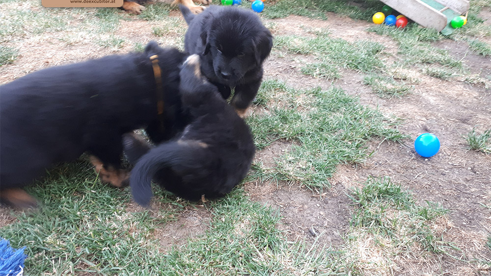 F-Wurf_Fotogalerie_6Woche_800x533_0007