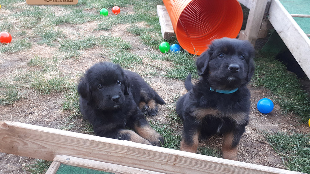 F-Wurf_Fotogalerie_6Woche_800x533_0008