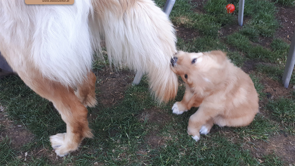 F-Wurf_Fotogalerie_6Woche_800x533_0009