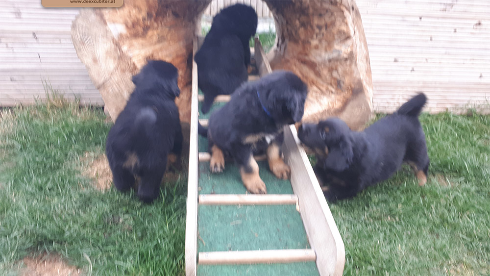 F-Wurf_Fotogalerie_6Woche_800x533_0010