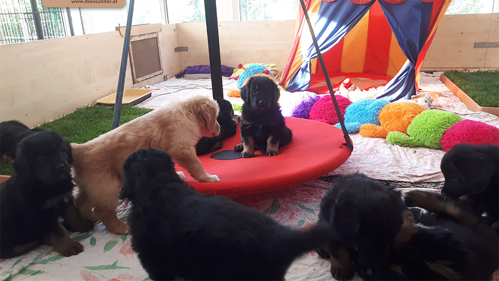 F-Wurf_Fotogalerie_6Woche_800x533_0011