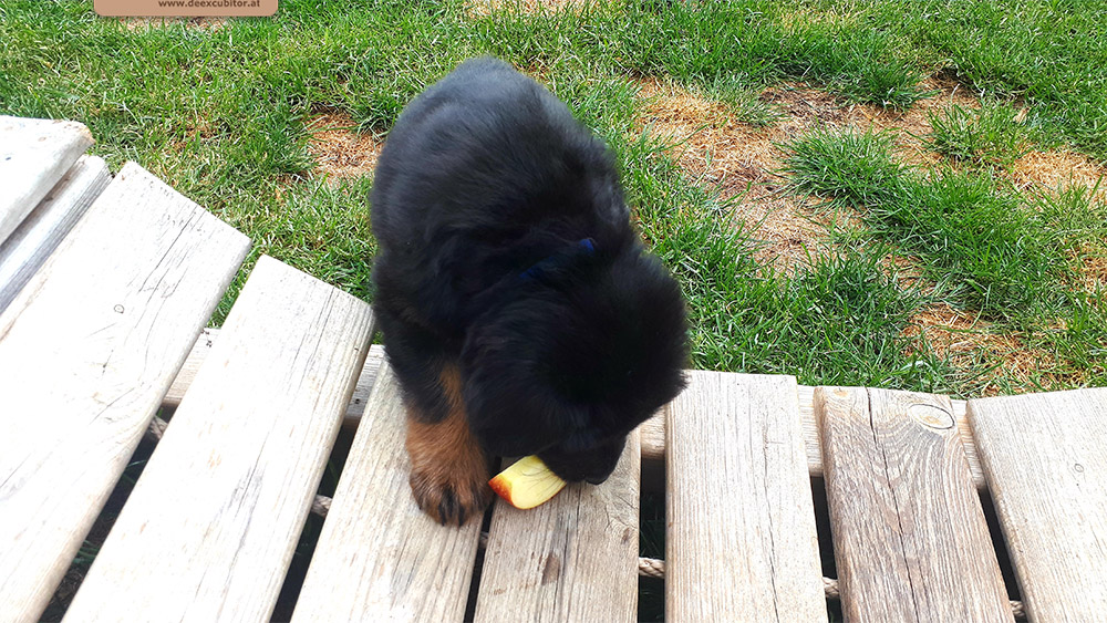 F-Wurf_Fotogalerie_6Woche_800x533_0012