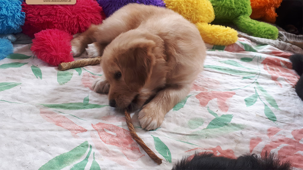 F-Wurf_Fotogalerie_6Woche_800x533_0013