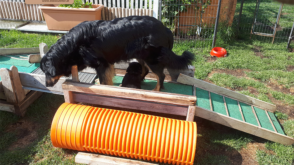 F-Wurf_Fotogalerie_6Woche_800x533_0014