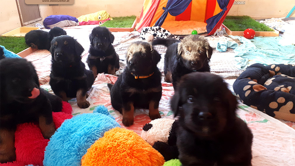 F-Wurf_Fotogalerie_6Woche_800x533_0015