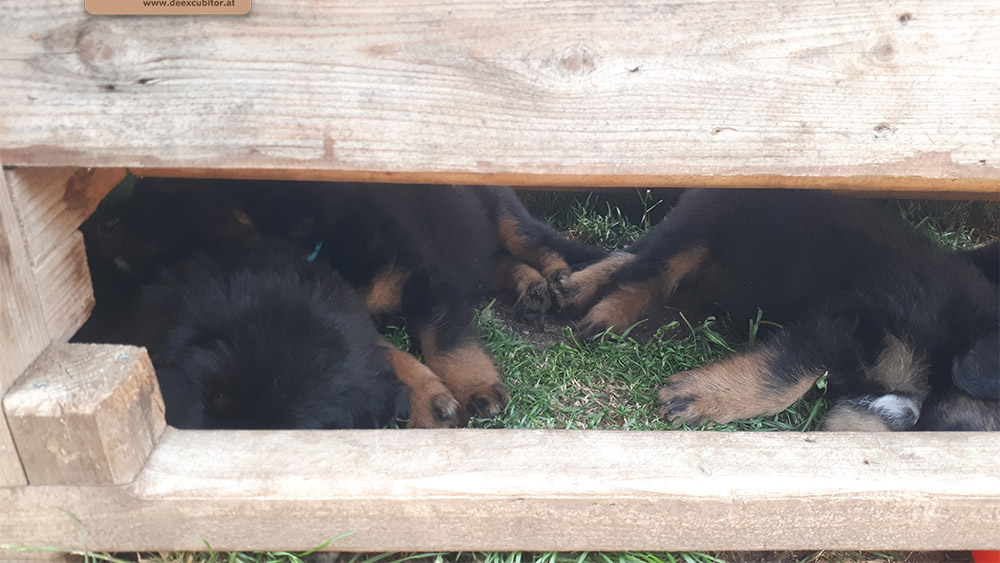 F-Wurf_Fotogalerie_6Woche_800x533_0016