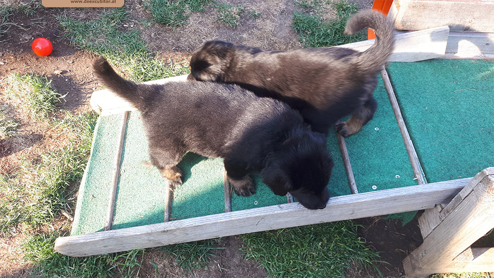 F-Wurf_Fotogalerie_6Woche_800x533_0017