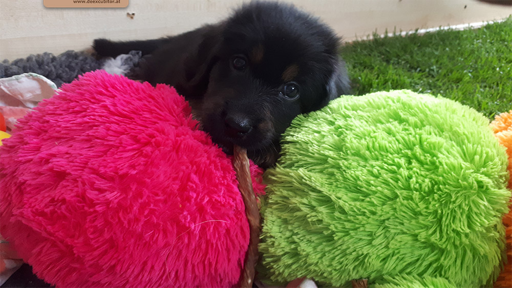 F-Wurf_Fotogalerie_6Woche_800x533_0018