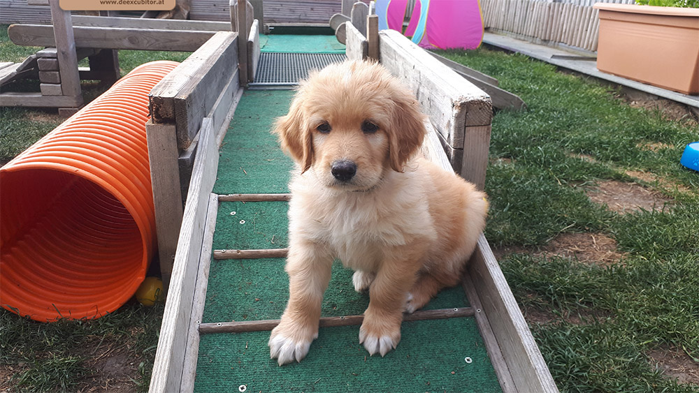 F-Wurf_Fotogalerie_7Woche_800x533_0001