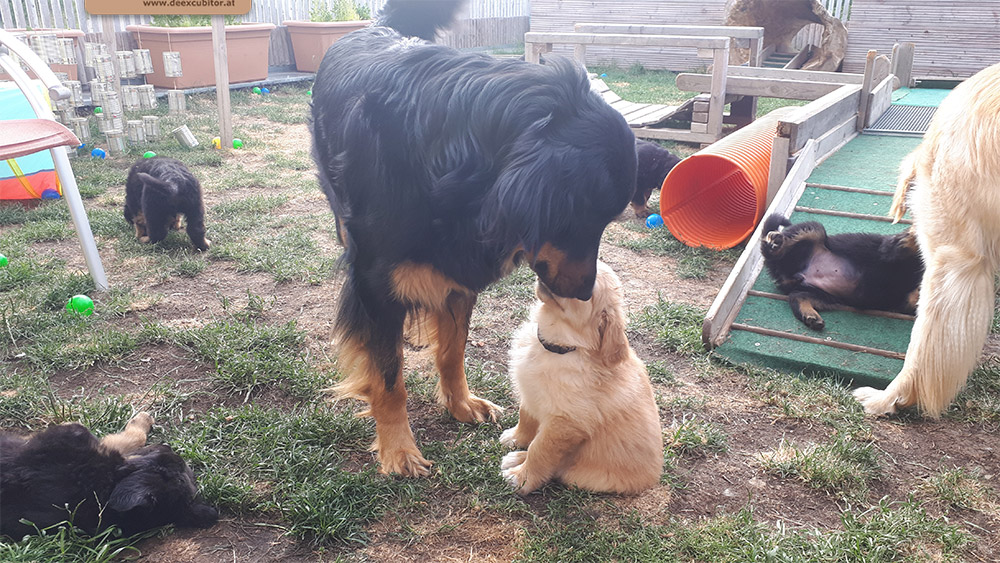 F-Wurf_Fotogalerie_7Woche_800x533_0002