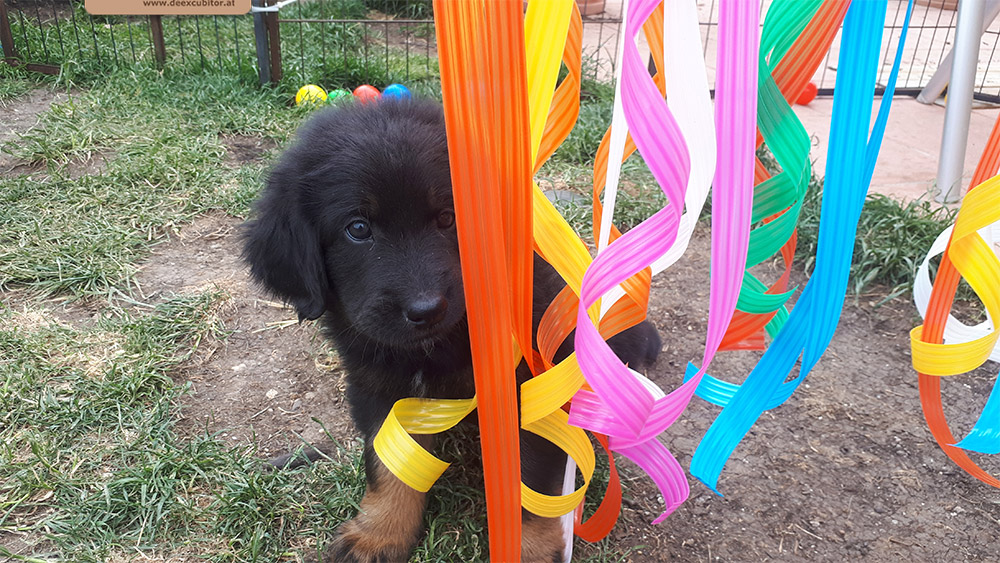 F-Wurf_Fotogalerie_7Woche_800x533_0003