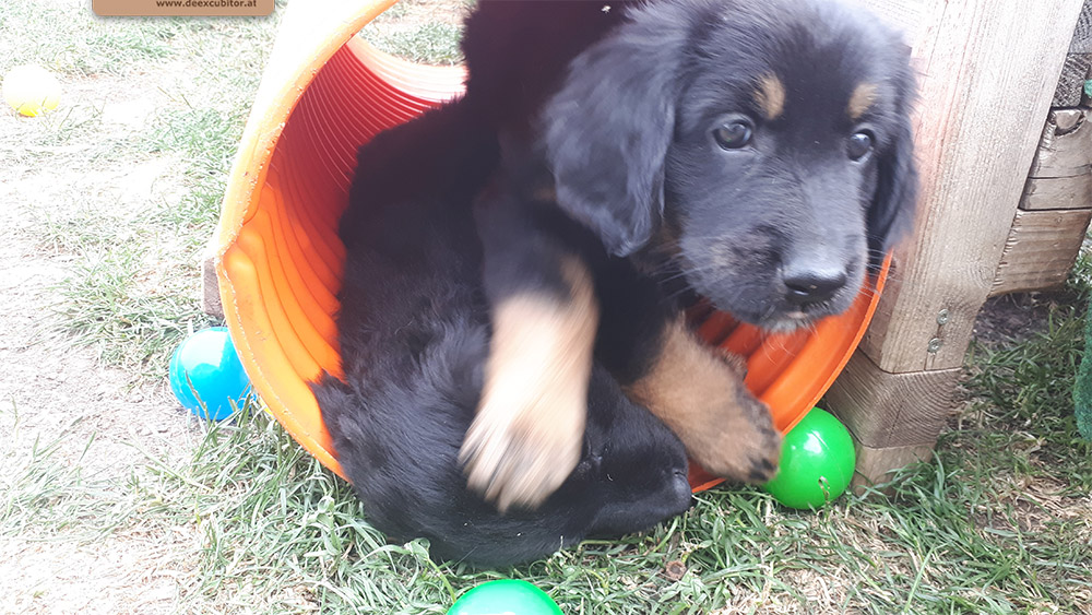 F-Wurf_Fotogalerie_7Woche_800x533_0004