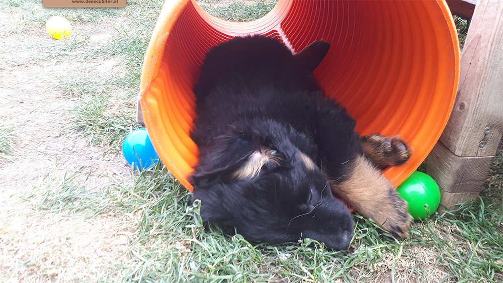 F-Wurf_Fotogalerie_7Woche_800x533_0005