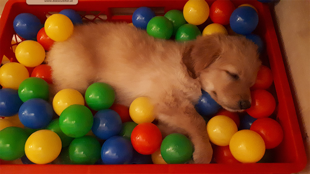 F-Wurf_Fotogalerie_7Woche_800x533_0006