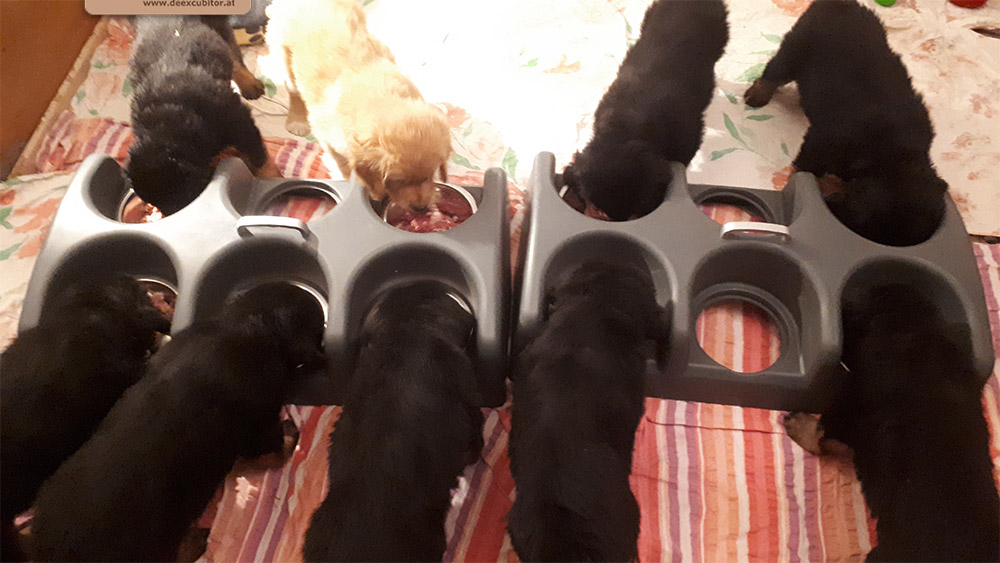 F-Wurf_Fotogalerie_7Woche_800x533_0007