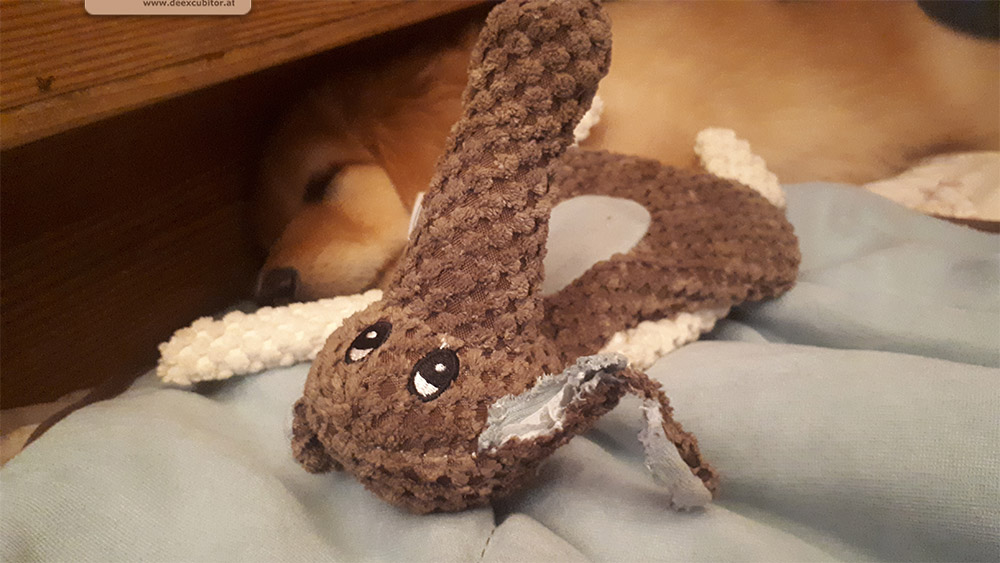 F-Wurf_Fotogalerie_7Woche_800x533_0008