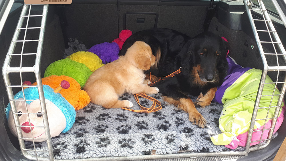 F-Wurf_Fotogalerie_7Woche_800x533_0009