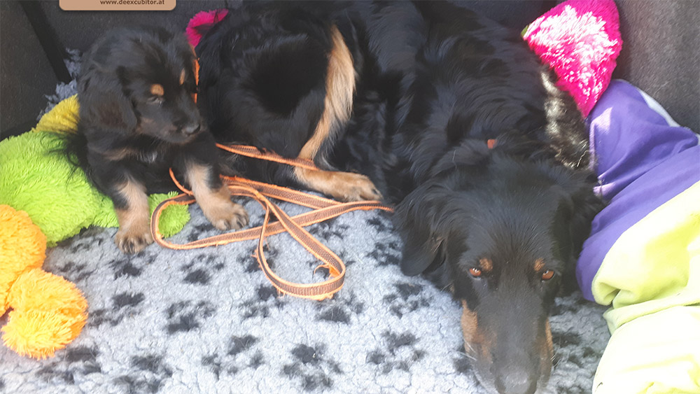 F-Wurf_Fotogalerie_7Woche_800x533_0010