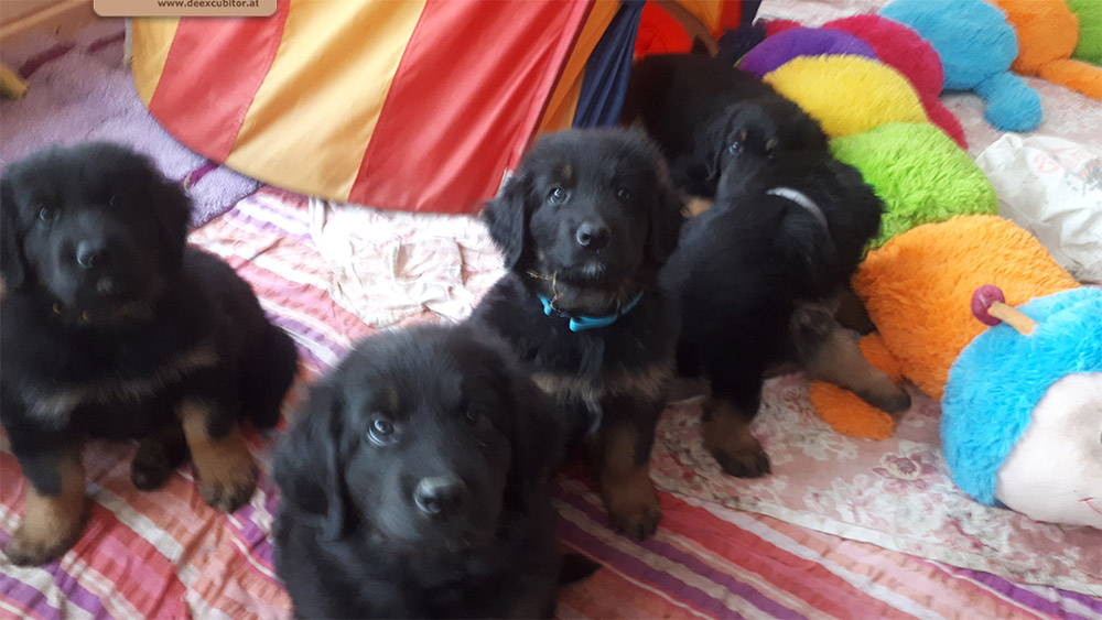 F-Wurf_Fotogalerie_7Woche_800x533_0011