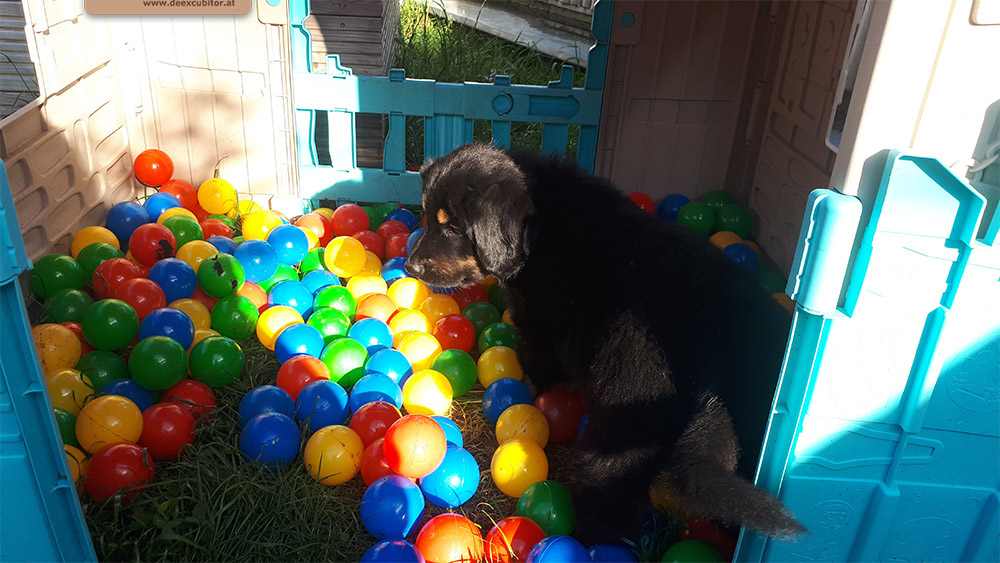 F-Wurf_Fotogalerie_7Woche_800x533_0012